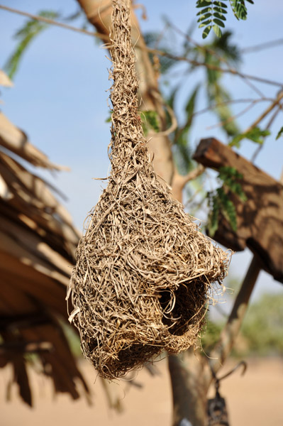 Weaverbird nest