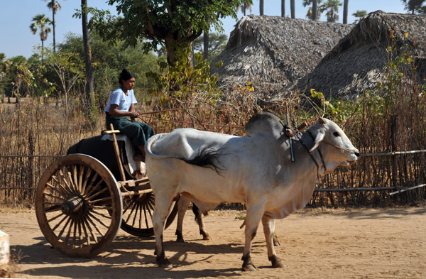 Bullock cart in rural Myanmar