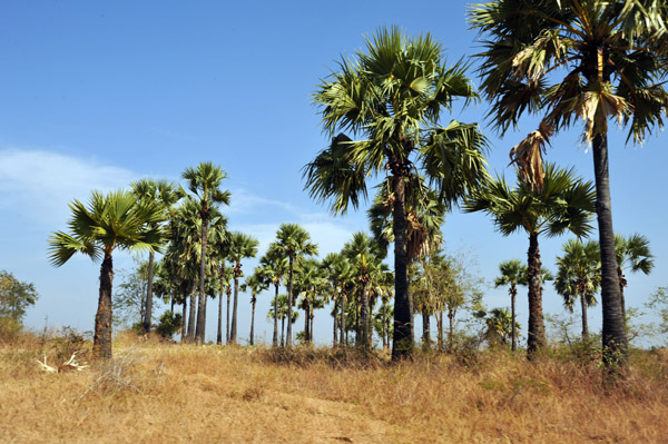 Field studded with Asian Sugar Palms