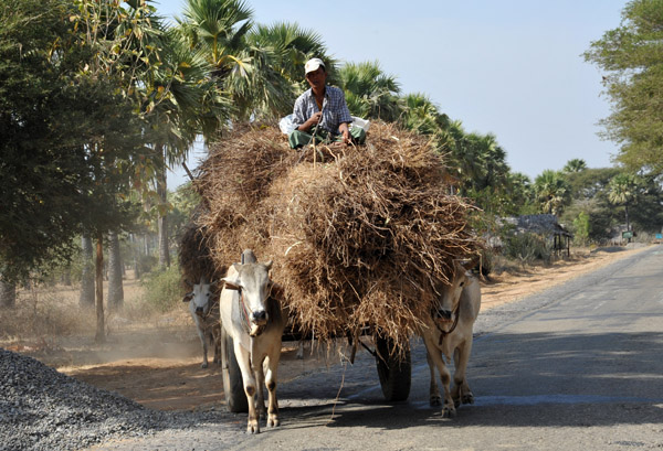 Bullock cart carrying a heavy load