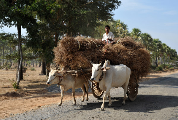 Overloaded bullock cart on the road between Bagan and Mt Popa