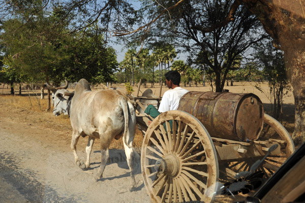 Bullock cart pulling mounted with an oil drum