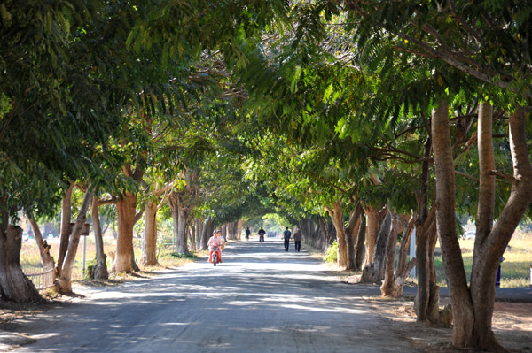 Tree-lined road leading from Heho AIrport