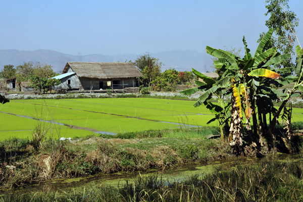 Rice paddies and thatched huts near Nyaung Shwe