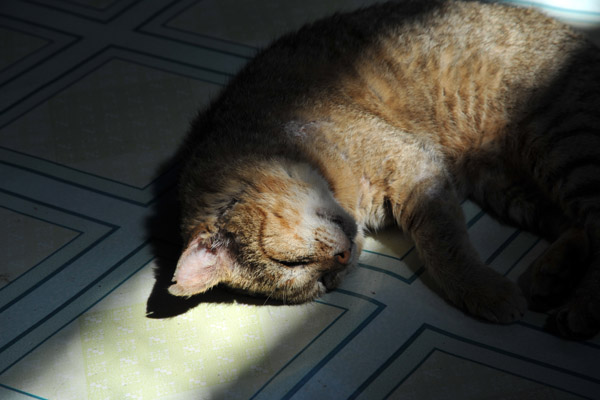 The cats - what made Ngaphechaung Monastery famous