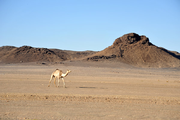 sesibi dead camel highway.jpg