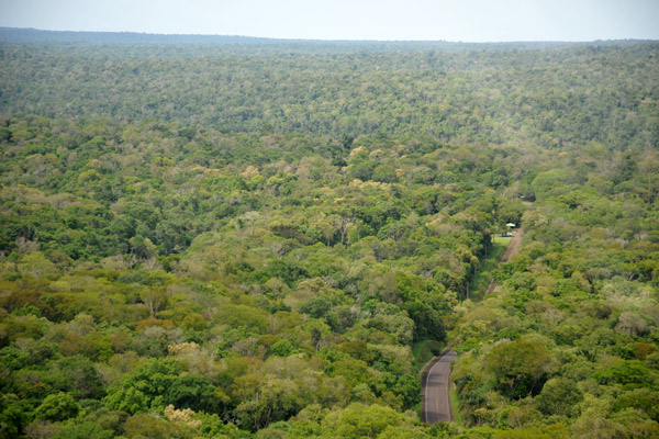 The road leading into Iguau National Park cutting through the thick forest