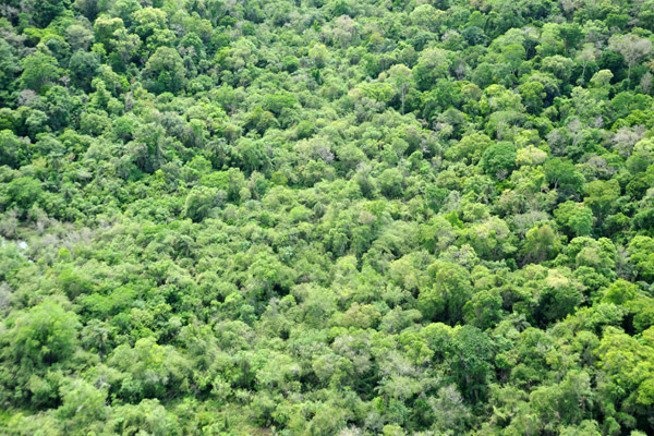 Thick forest of Iguau National Park from the air