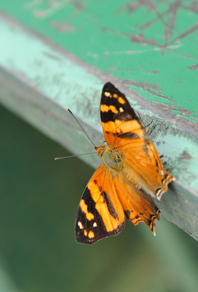 Butterfly - Iguau Falls