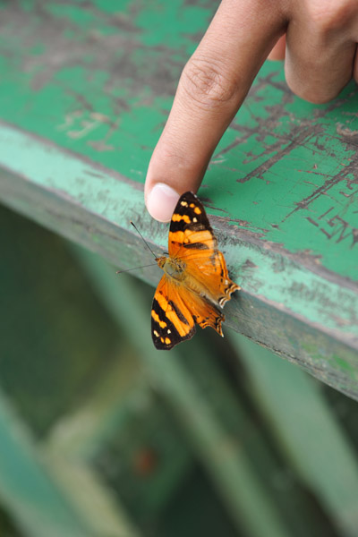 Butterfly - Iguau Falls