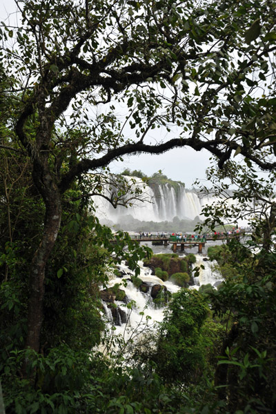 Iguau Falls through the trees