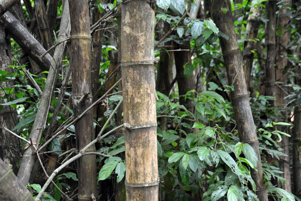 Bamboo - Iguau National Park
