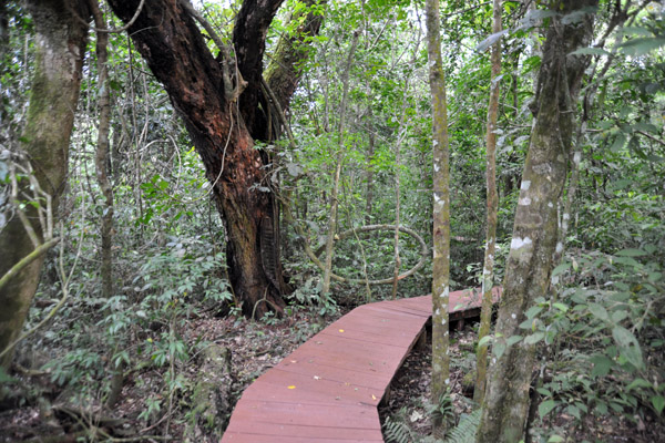 Jungle boardwalk - Iguau National Park