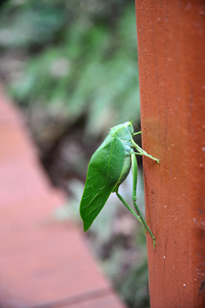 A bug that looks like a leaf, Iguau Falls National Park