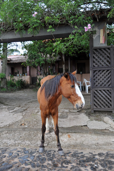 Horse, Lavras Novas