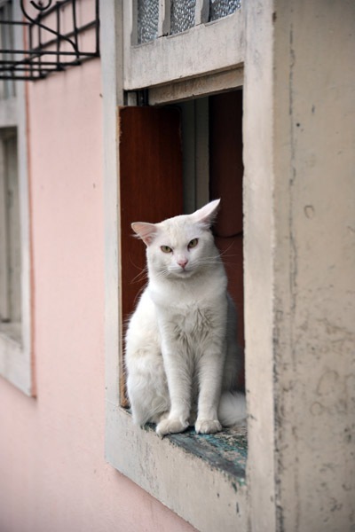 Kitty watching the world go by from the window