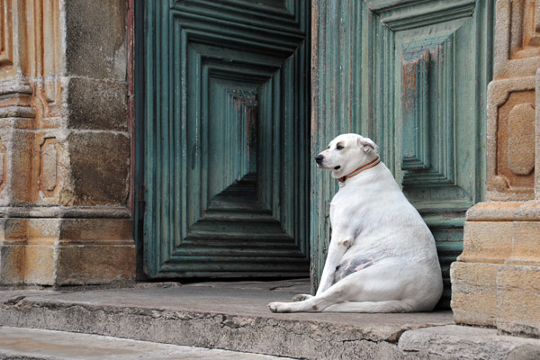 A well bed dog waiting by the church door