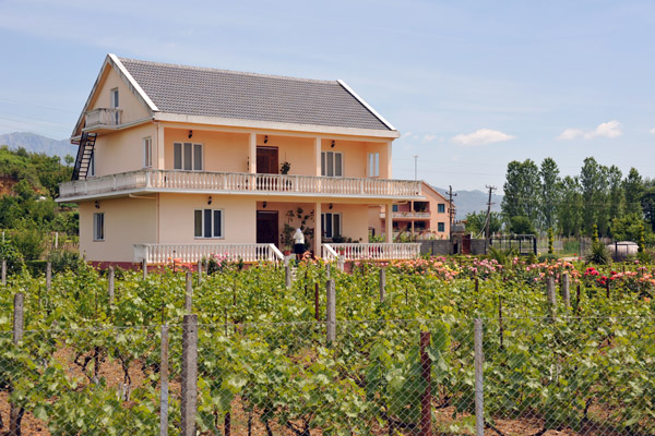 Small vineyard in front of a house, Lake Shkodr