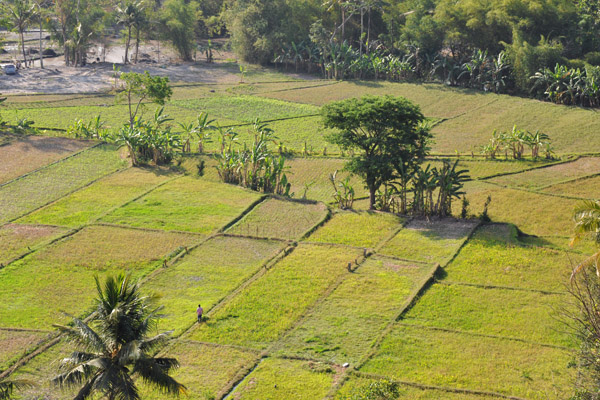  JogjaAug11 1504.jpg