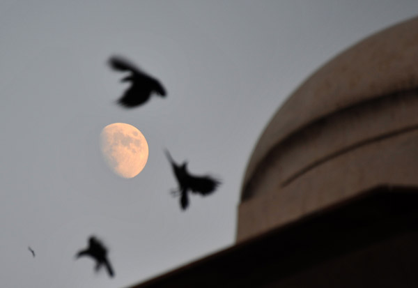 Birds and the moon, Badshahi Mosque