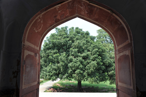 Tree in the garden of Jahangir's Tomb