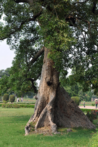 Tree in the garden of Jahangir's Tomb