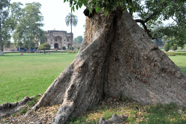 Roots of a tree in Jahangir's Tomb