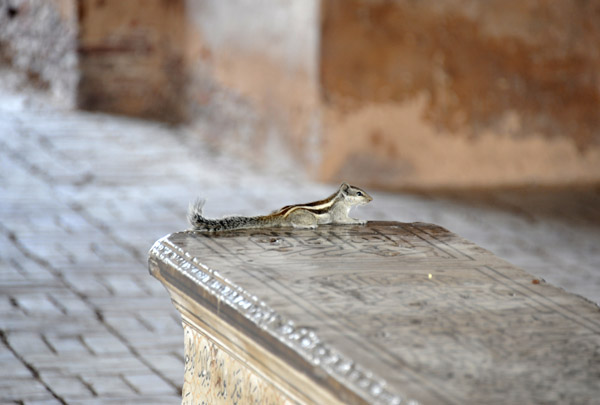 Chipmunk on top of the sarcophagus of Asif Khan