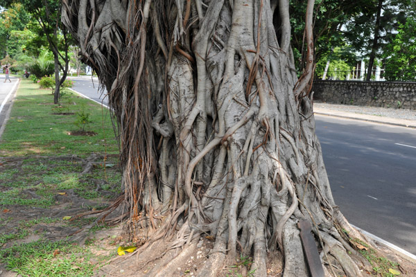 Trees along Nelum Pokuna Mawatha on the south side of Viharamahadevi Park