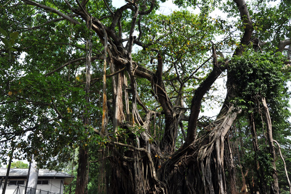 Banyan Trees along Albert Crescent in Cinnamon Gardens, Colombo