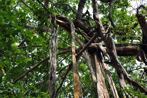 Banyan Trees along Albert Crescent in Cinnamon Gardens, Colombo