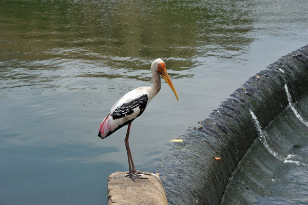 Surprisingly, I didn't get yelled at for this photo of a stork between the Old Parliament and Ministry of Defence