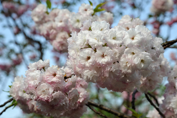 Cherry Blossom Season - Century Park