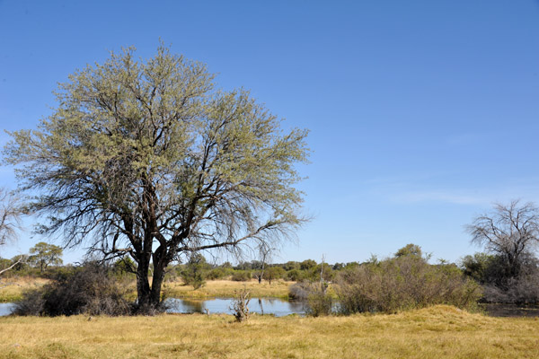 BotswanaJun12 0876.jpg