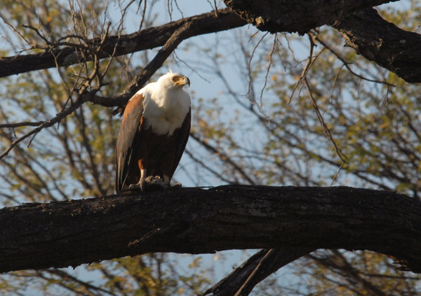 African Fish Eagle