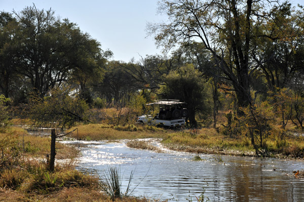 Clinton racing through the bush to lead us to the wild dogs...but they were already gone