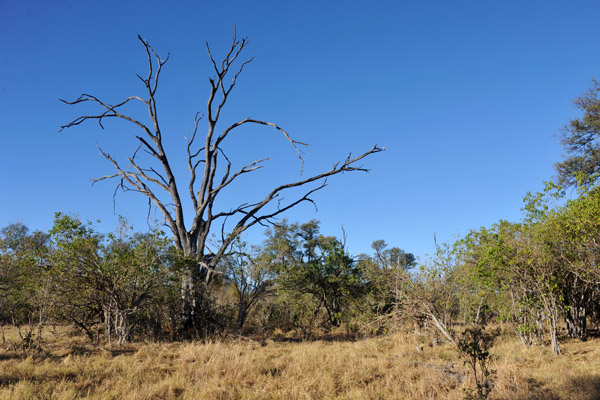 BotswanaJun12 1192.jpg