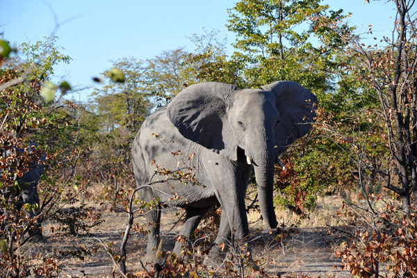 BotswanaJun12 1194.jpg