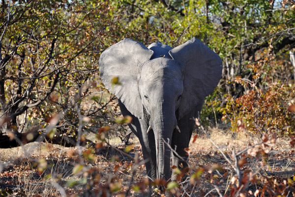 BotswanaJun12 1196.jpg