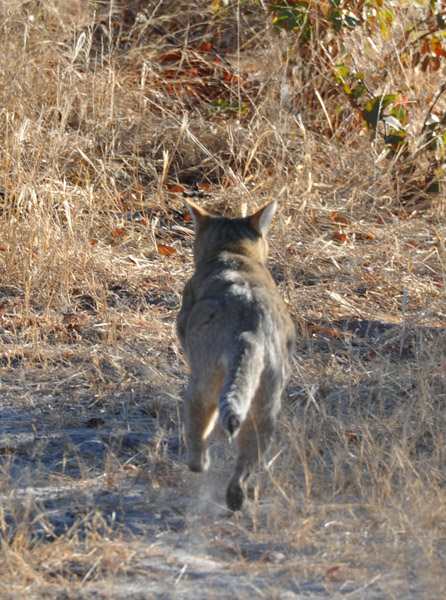 African Scardycat