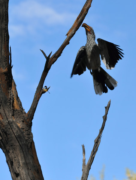 BotswanaJun12 0286.jpg