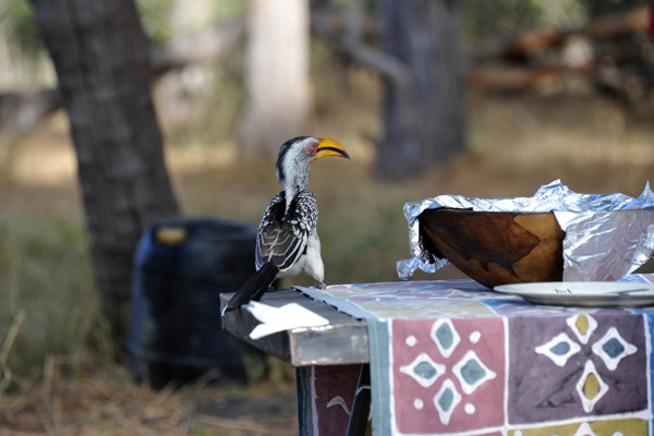 BotswanaJun12 0289.jpg