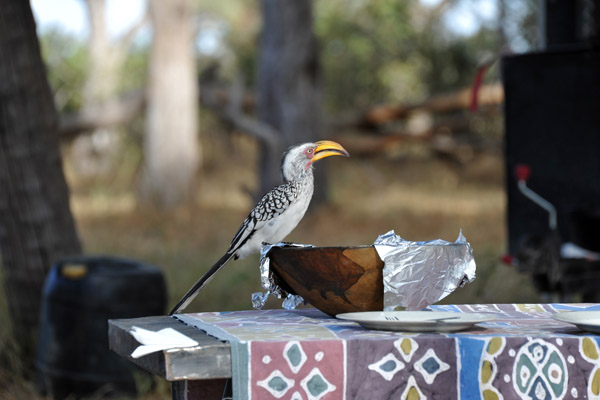 BotswanaJun12 0293.jpg