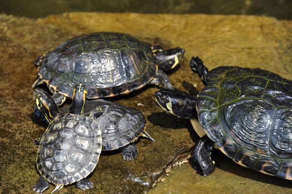 Turtles in one of the fountains at Villa Carlotta