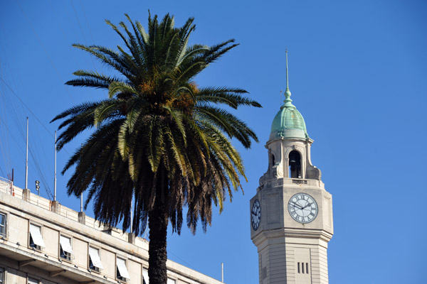 Palm tree on the Plaza de Mayo with the city legislature clock tower