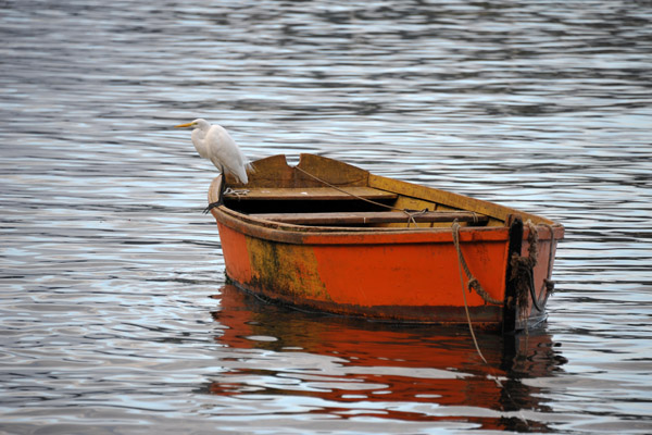 Heron roosting on a dinghy, Jurujuba