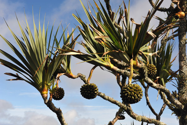 Interesting plant, Corcovado