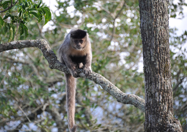 Black Capuchin Monkey (Sapajus nigritus), Corcovado - Rio de Janeiro