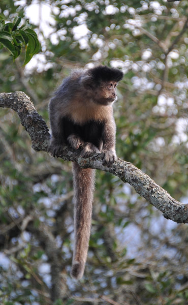 Black Capuchin Monkey, Corcovado