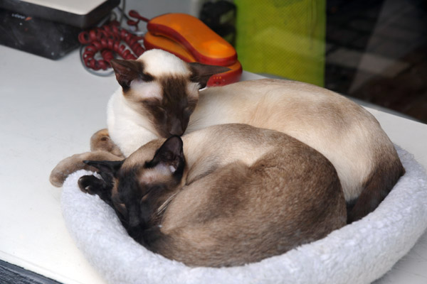 A pair of Siamese cats in Leiden